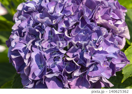 Ulsan, Jangsaengpo Hydrangea Ulsan, Jangsaengpo Hydrangea 140625362