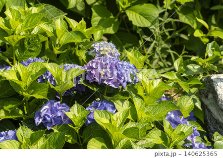 Ulsan, Jangsaengpo Hydrangea Ulsan, Jangsaengpo Hydrangea 140625365