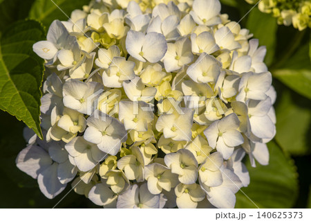 Ulsan, Jangsaengpo Hydrangea Ulsan, Jangsaengpo Hydrangea 140625373