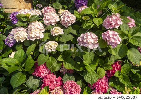 Ulsan, Jangsaengpo Hydrangea Ulsan, Jangsaengpo Hydrangea 140625387
