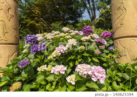 Ulsan, Jangsaengpo Hydrangea Ulsan, Jangsaengpo Hydrangea 140625394