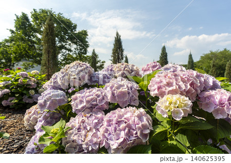 Ulsan, Jangsaengpo Hydrangea Ulsan, Jangsaengpo Hydrangea 140625395