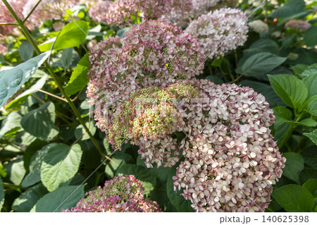 Ulsan, Jangsaengpo Hydrangea Ulsan, Jangsaengpo Hydrangea 140625398