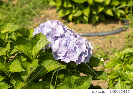 Ulsan, Jangsaengpo Hydrangea 140625417