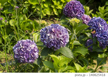 Ulsan, Jangsaengpo Hydrangea Ulsan, Jangsaengpo Hydrangea 140625418