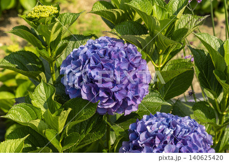Ulsan, Jangsaengpo Hydrangea Ulsan, Jangsaengpo Hydrangea 140625420