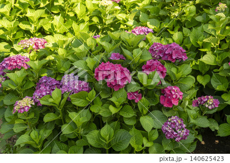 Ulsan, Jangsaengpo Hydrangea Ulsan, Jangsaengpo Hydrangea 140625423