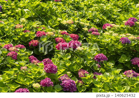 Ulsan, Jangsaengpo Hydrangea Ulsan, Jangsaengpo Hydrangea 140625432