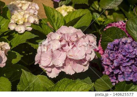 Ulsan, Jangsaengpo Hydrangea Ulsan, Jangsaengpo Hydrangea 140625577