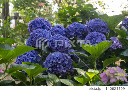 Ulsan, Jangsaengpo Hydrangea Ulsan, Jangsaengpo Hydrangea 140625599