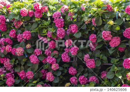 Ulsan, Jangsaengpo Hydrangea Ulsan, Jangsaengpo Hydrangea 140625606