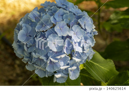 Ulsan, Jangsaengpo Hydrangea Ulsan, Jangsaengpo Hydrangea 140625614