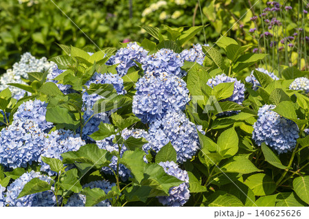 Ulsan, Jangsaengpo Hydrangea 140625626