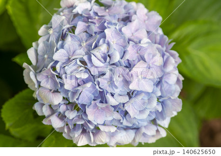 Ulsan, Jangsaengpo Hydrangea Ulsan, Jangsaengpo Hydrangea 140625650