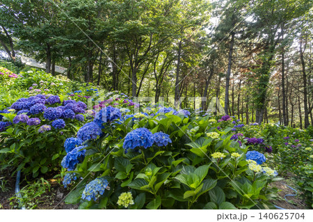 Ulsan, Jangsaengpo Hydrangea 140625704