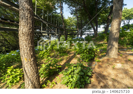 Ulsan, Jangsaengpo Hydrangea Ulsan, Jangsaengpo Hydrangea 140625710