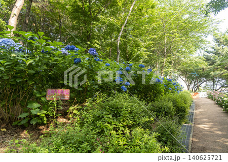 Ulsan, Jangsaengpo Hydrangea Ulsan, Jangsaengpo Hydrangea 140625721
