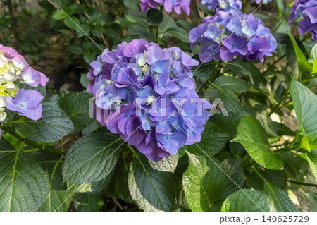 Ulsan, Jangsaengpo Hydrangea 140625729