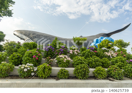 Ulsan, Jangsaengpo Hydrangea Ulsan, Jangsaengpo Hydrangea 140625739