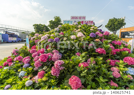 Ulsan, Jangsaengpo Hydrangea Ulsan, Jangsaengpo Hydrangea 140625741