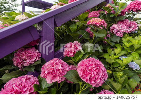 Ulsan, Jangsaengpo Hydrangea Ulsan, Jangsaengpo Hydrangea 140625757