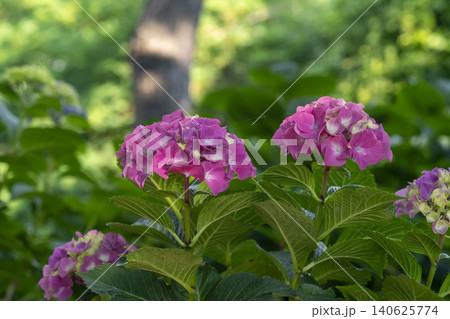 Ulsan, Jangsaengpo Hydrangea Ulsan, Jangsaengpo Hydrangea 140625774