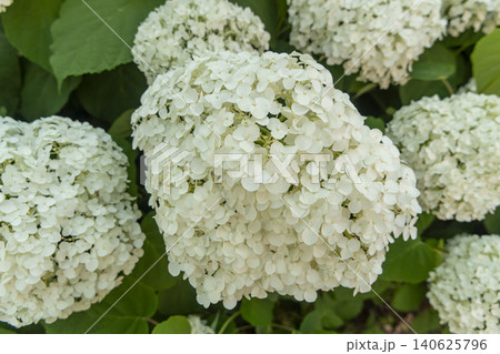 Ulsan, Jangsaengpo Hydrangea 140625796