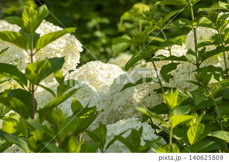 Ulsan, Jangsaengpo Hydrangea 140625809