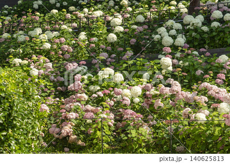 Ulsan, Jangsaengpo Hydrangea 140625813