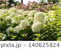 Ulsan, Jangsaengpo Hydrangea Ulsan, Jangsaengpo Hydrangea 140625824