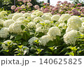 Ulsan, Jangsaengpo Hydrangea Ulsan, Jangsaengpo Hydrangea 140625825