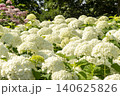 Ulsan, Jangsaengpo Hydrangea Ulsan, Jangsaengpo Hydrangea 140625826