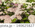 Ulsan, Jangsaengpo Hydrangea Ulsan, Jangsaengpo Hydrangea 140625827