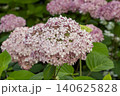 Ulsan, Jangsaengpo Hydrangea Ulsan, Jangsaengpo Hydrangea 140625828