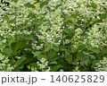 Ulsan, Jangsaengpo Hydrangea Ulsan, Jangsaengpo Hydrangea 140625829
