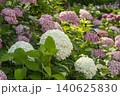 Ulsan, Jangsaengpo Hydrangea Ulsan, Jangsaengpo Hydrangea 140625830
