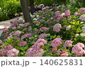 Ulsan, Jangsaengpo Hydrangea Ulsan, Jangsaengpo Hydrangea 140625831