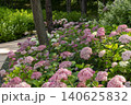 Ulsan, Jangsaengpo Hydrangea Ulsan, Jangsaengpo Hydrangea 140625832