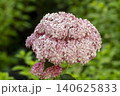 Ulsan, Jangsaengpo Hydrangea Ulsan, Jangsaengpo Hydrangea 140625833