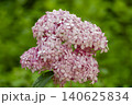Ulsan, Jangsaengpo Hydrangea Ulsan, Jangsaengpo Hydrangea 140625834