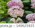 Ulsan, Jangsaengpo Hydrangea Ulsan, Jangsaengpo Hydrangea 140625835