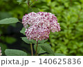 Ulsan, Jangsaengpo Hydrangea Ulsan, Jangsaengpo Hydrangea 140625836