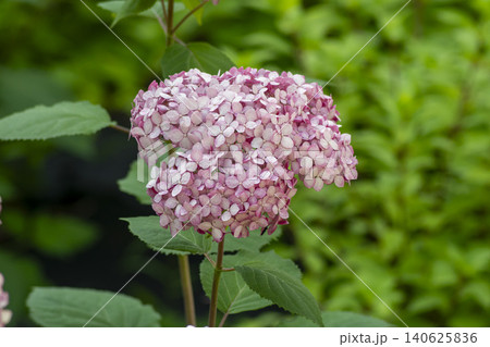 Ulsan, Jangsaengpo Hydrangea 140625836