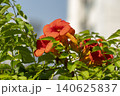 Ulsan, Jangsaengpo Hydrangea Ulsan, Jangsaengpo Hydrangea 140625837