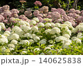 Ulsan, Jangsaengpo Hydrangea Ulsan, Jangsaengpo Hydrangea 140625838