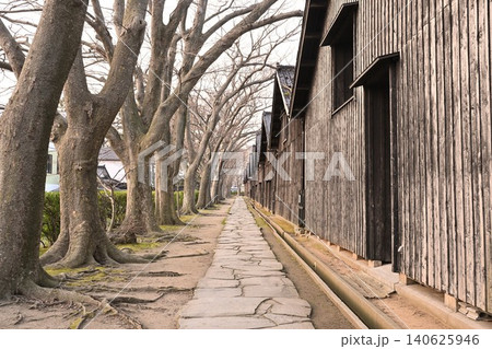 山居倉庫のケヤキ並木(山形県酒田市) 山居倉庫のケヤキ並木(山形県酒田市) 140625946