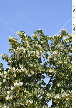 Blooming Branches of Silver Linden Tree Under Blue Sky Blooming Branches of Silver Linden Tree Under Blue Sky 140626148