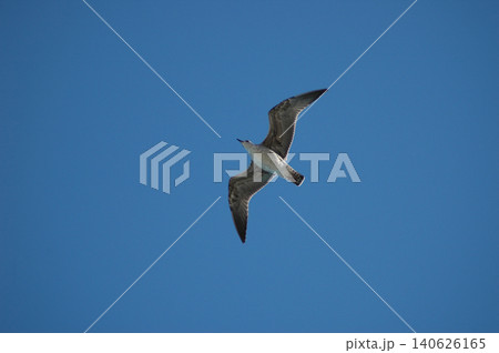 Seagull bird flying in the clear blue sky 140626165