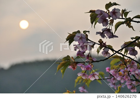 新潟県立植物園の河津桜(新潟県新潟市秋葉区新津) 新潟県立植物園の河津桜(新潟県新潟市秋葉区新津) 140626270