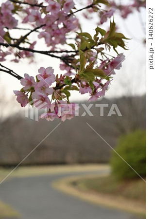 新潟県立植物園の河津桜（新潟県新潟市秋葉区新津） 140626272